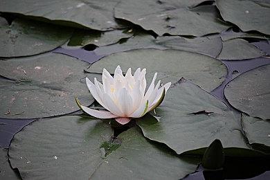 实时角色扮演游戏《Scars of Mars》Steam页面上线 支持简中